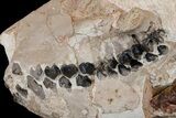 Fossil Oreodont (Merycoidodon) Skull - Wyoming #175650-7